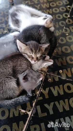 Котята в добрые руки