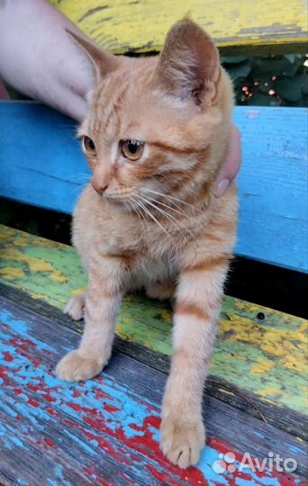 Рыжий котенок в дар
