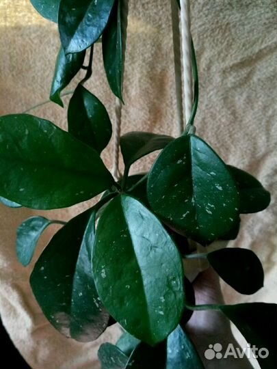 Продам срезку хой