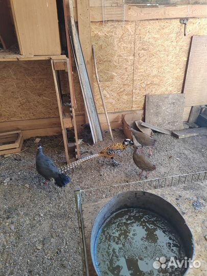 Фазаны павлины