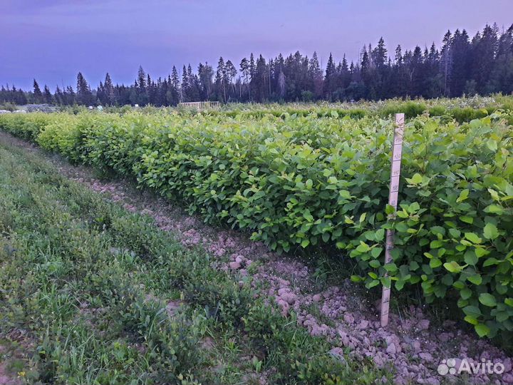 Живая изгородь из боярышника