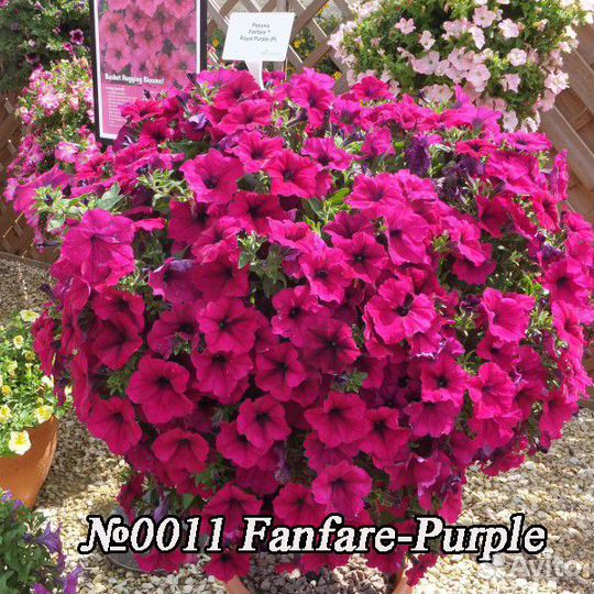 Вегетативная ампельная петуния