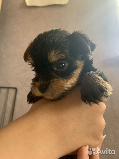 Йоркширский терьер