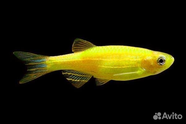 Аквариумные рыбки