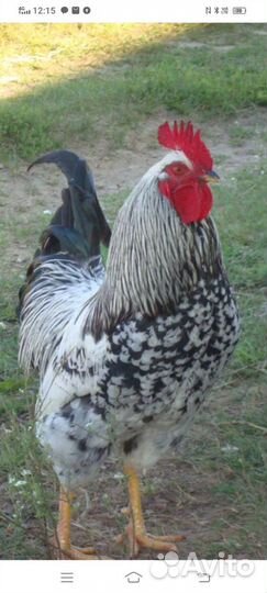 Петух Брама Виандот Серебристый