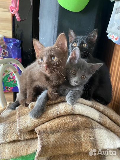 Котята в добрые руки