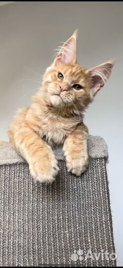 Мальчик мейн кун