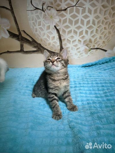 Отдам котят в хорошие руки