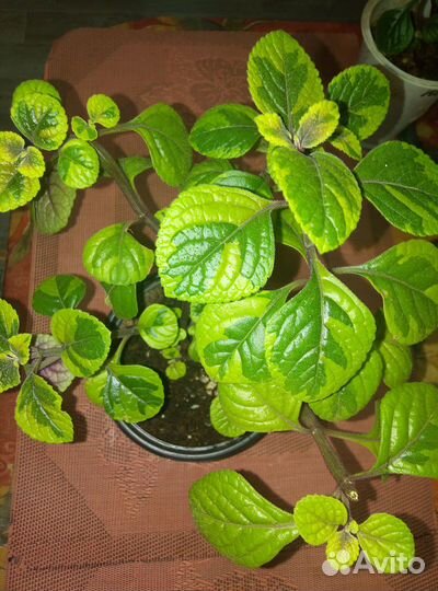 Продаются домашние цветы