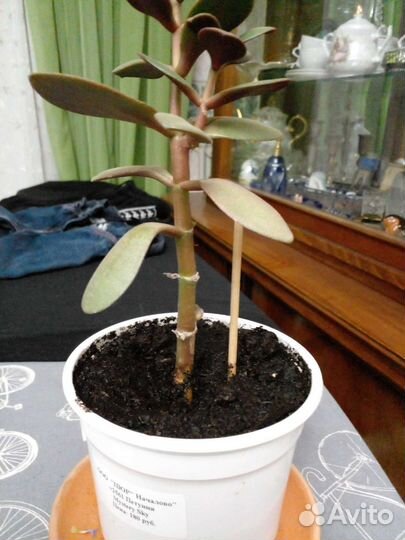 Кактусы и денежное дерево