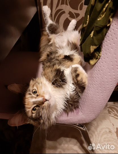 Кот и кошка