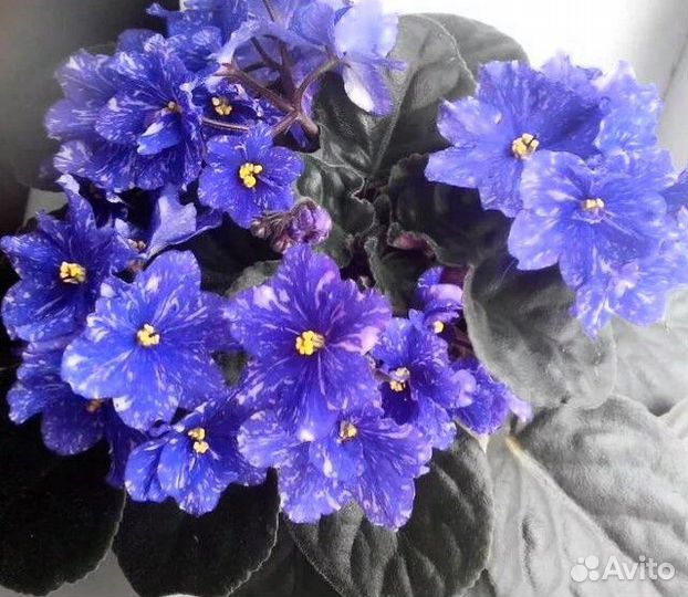 Фиалки сортовые набор #3, #4