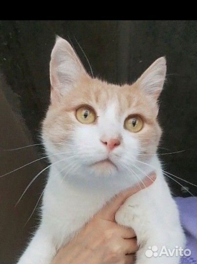 Котик Персик ищет дом