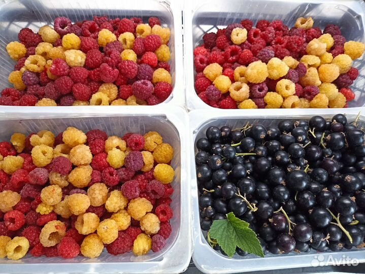 Рассада помидор