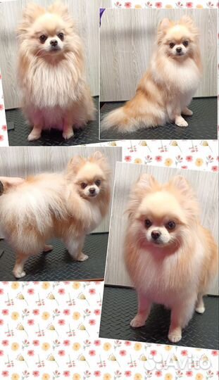 Услуги грумера. Стрижка собак и кошек