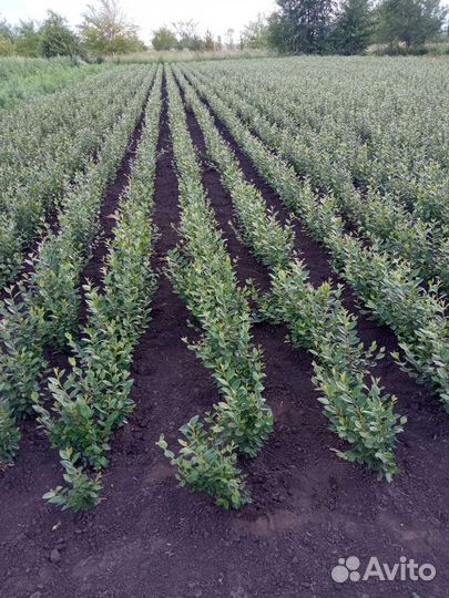 Кизильник блестящий