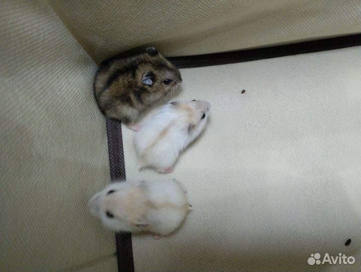 Джунгарский хомяк