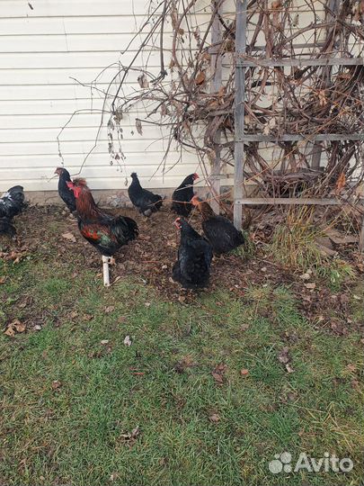 Куры доминант