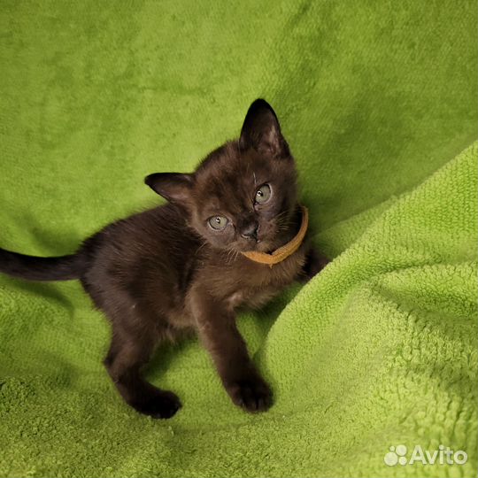 Малыши бурманские