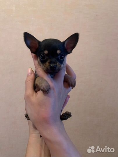 Той-терьер щенки