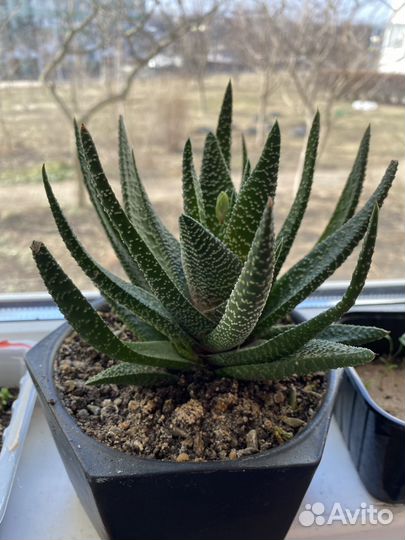 Хавортия детки