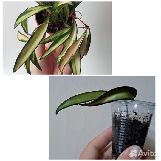 Комнатные цветы растения хойя сциндапсус адениум