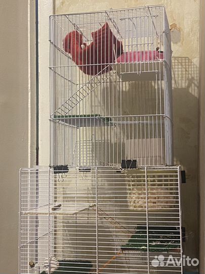 Клетка с крысами