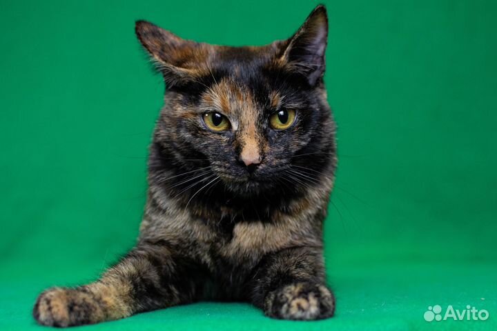 Трехцветная кошка 1 год в дар