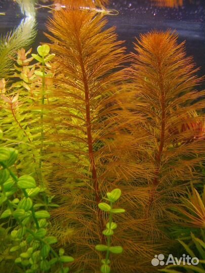 Аквариумные растения