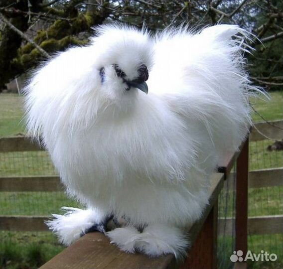 Китайские шелковые