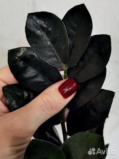 Чернее чёрного - замиокулькас Довон (Dovon) лист