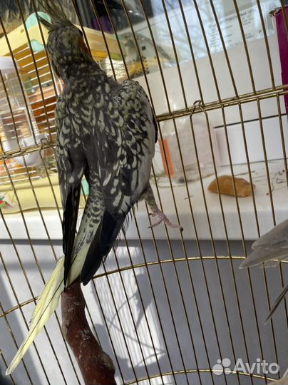 Попугай Карелла