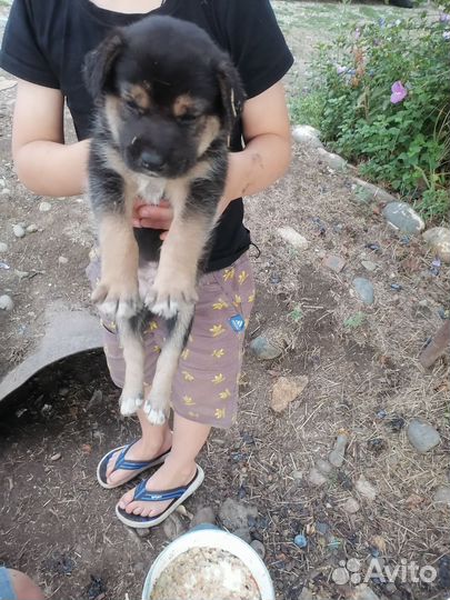 Немецкая овчарка