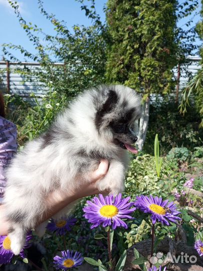 Шпице-горошенки