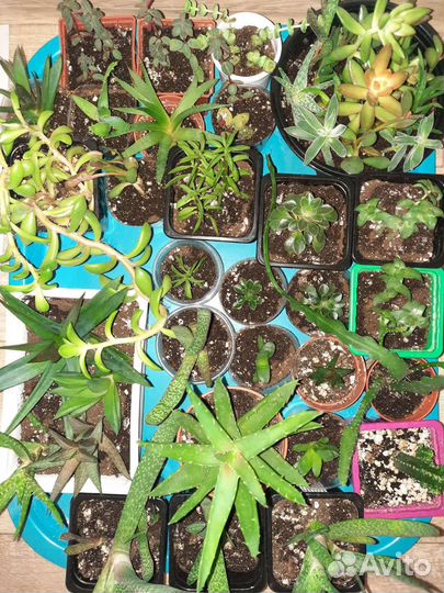 Суккуленты, семена суккулентов