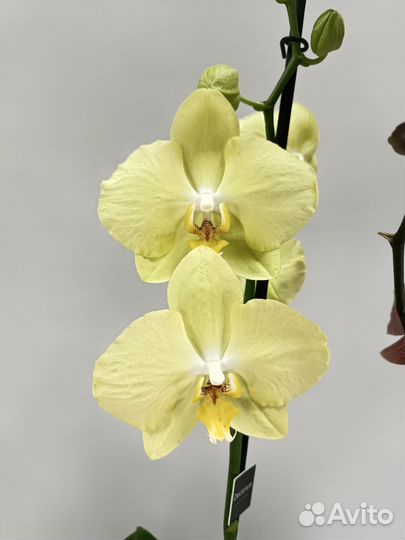 Орхидеи Фаленопсис Ferrara и Leco