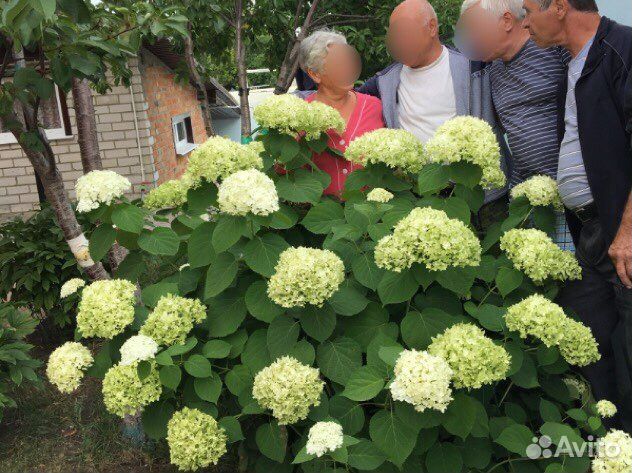 Гортензия белая