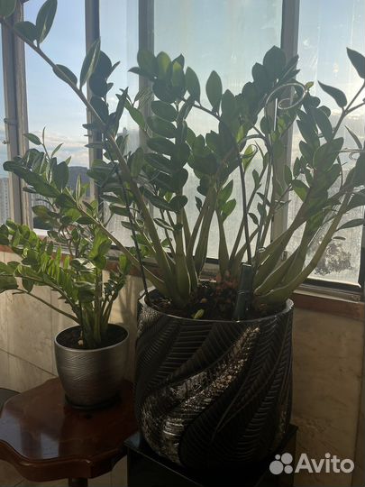 Замиокулькас