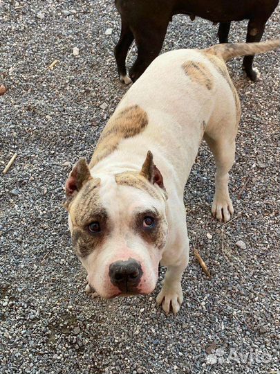 Питбультерьеры