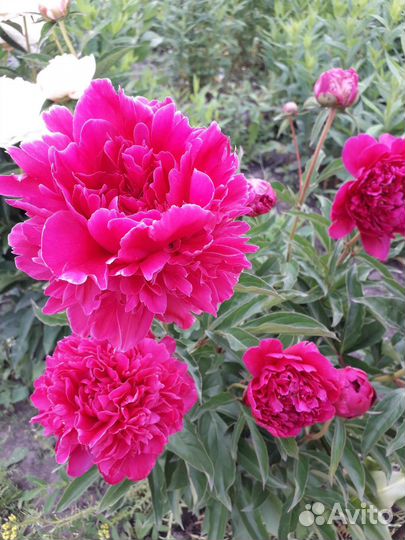 Пионы саженцы