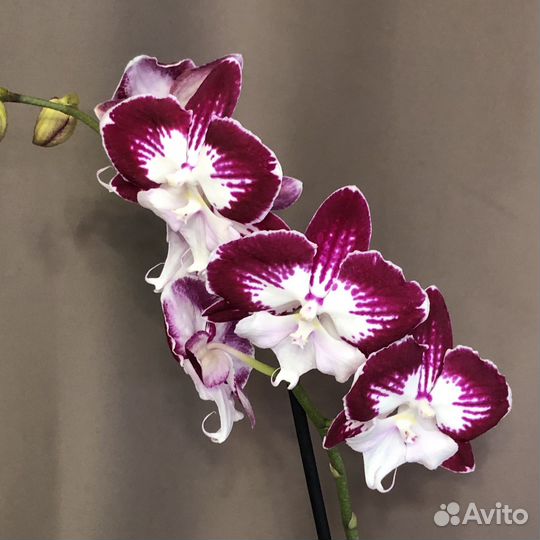 Орхидея Биг лип Tinkerbell's Kizz