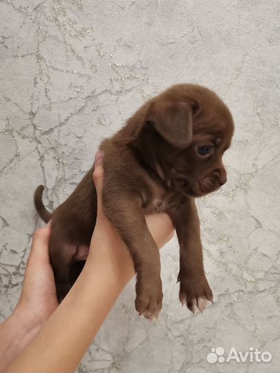 Щенки чихуахуа