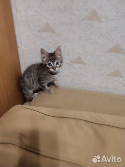 Котенок мальчик 2,5 месяца в добрые руки