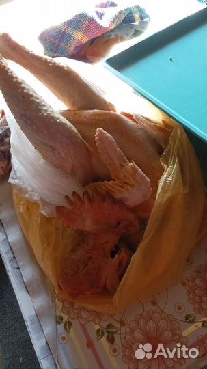 Утки и куры