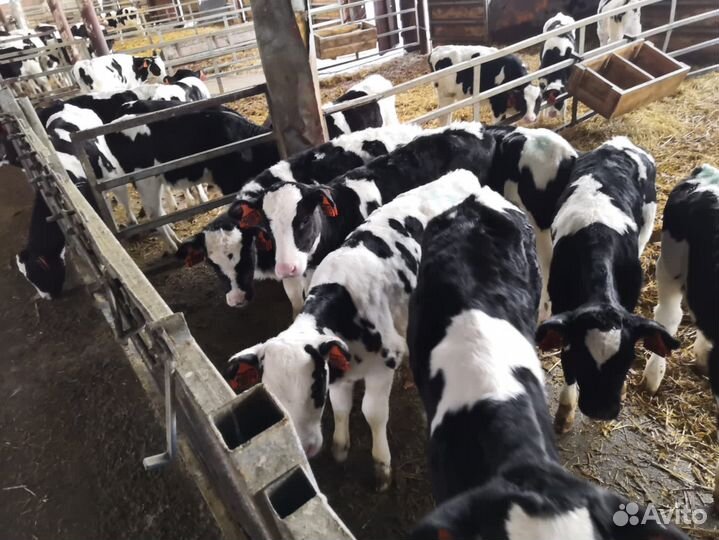 Телята бычки