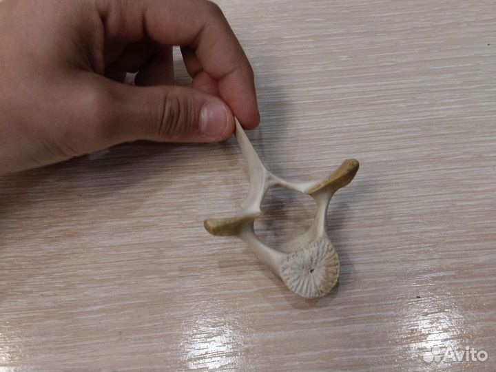 Позвонок дельфина