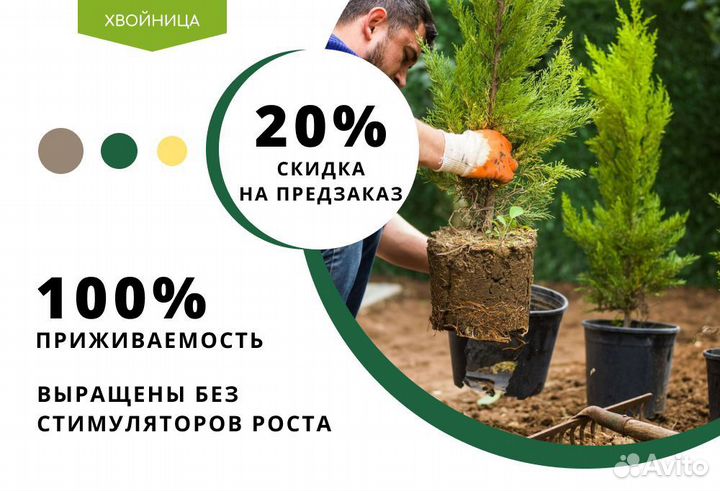 Туи с доставкой и посадкой