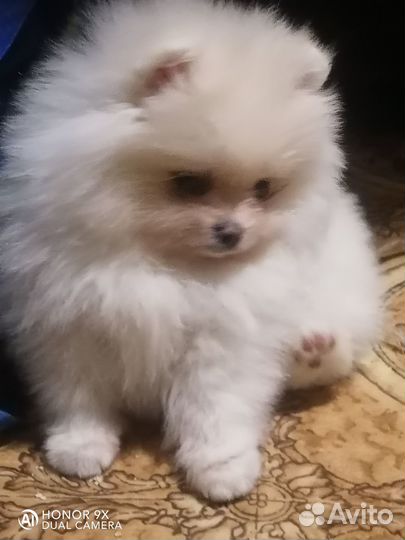 Щенки шпица