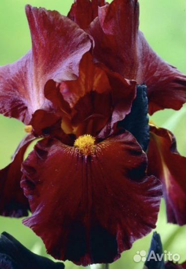 Ирисы и лилейники сортовые