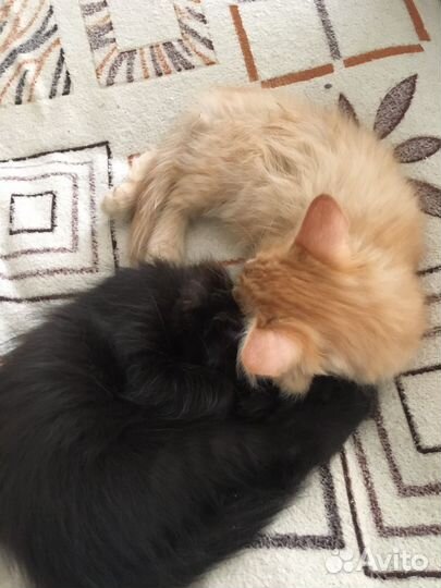 Кошка в дар бесплатно